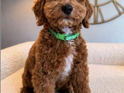 Sweetest Deep Red Mini Poodle Girls
