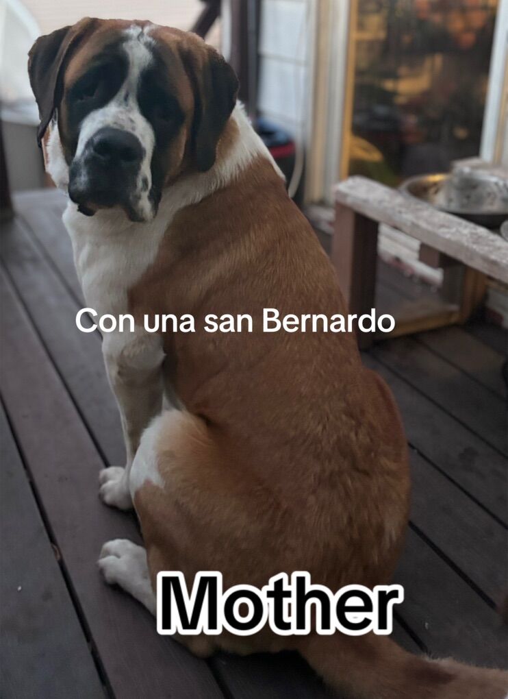 Saint Bernese Puppies DogS