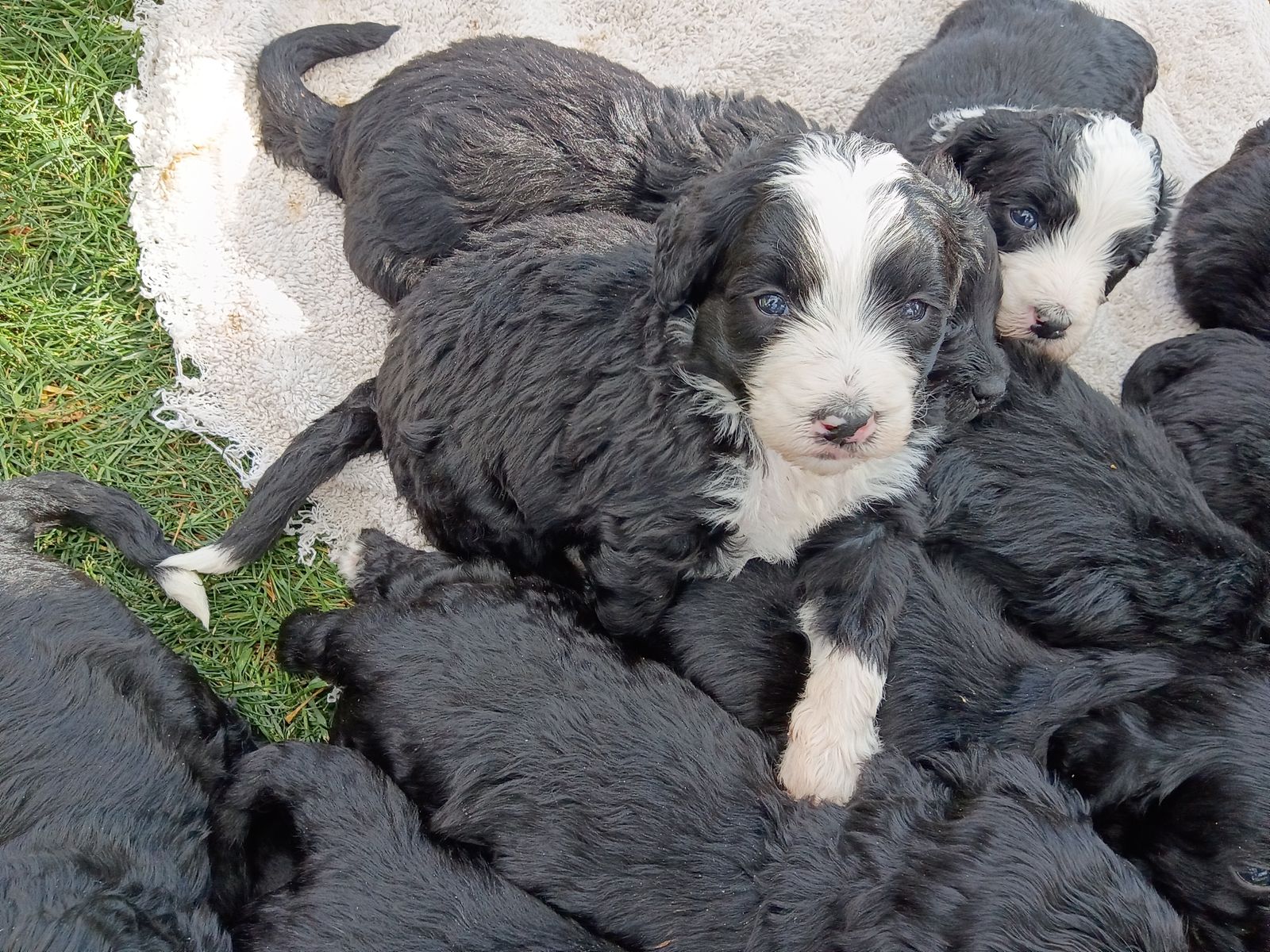 Mini F2B Bernedoodle puppies