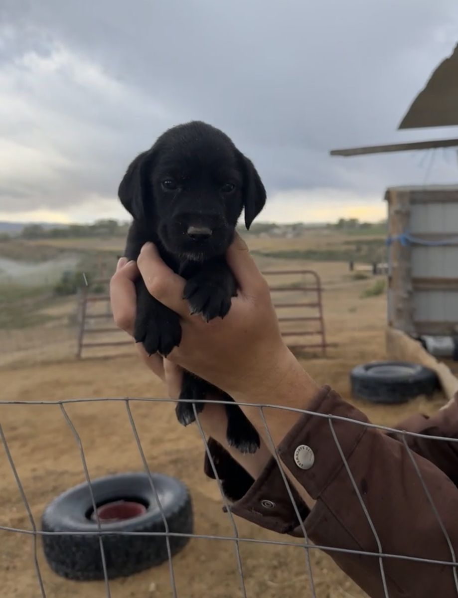 German wirehair / Plott crossed pups.