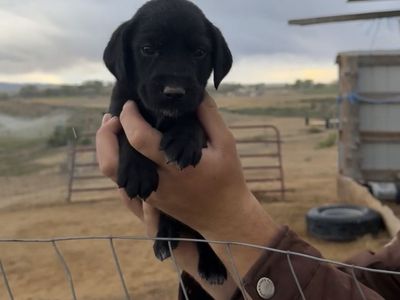 German wirehair / Plott crossed pups.