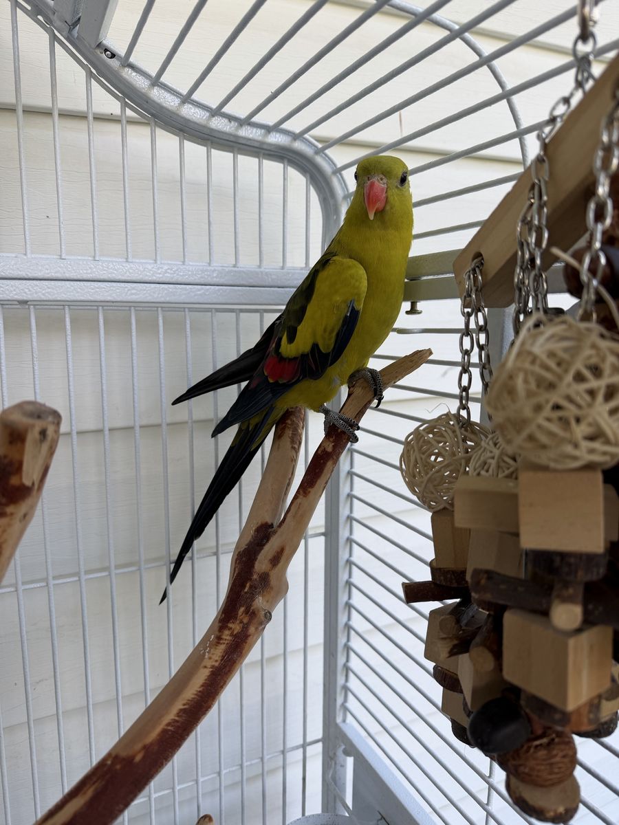 Female Pet Parrot 'Olivia' - Talkative & Friendly with 2 Cages & Perch Stand