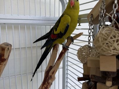 Female Pet Parrot 'Olivia' - Talkative & Friendly with 2 Cages & Perch Stand