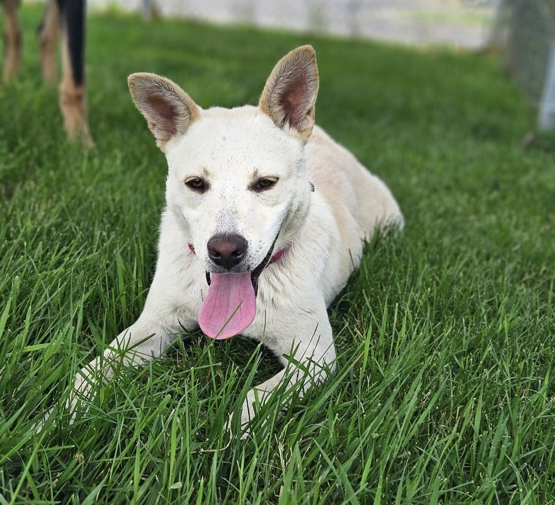 Raphael,  Labrador cattle dog mix puppy looking for a home