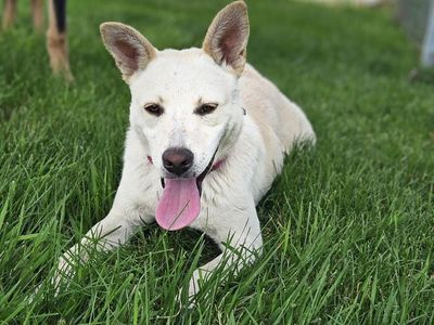 Raphael, Labrador cattle dog mix puppy looking for a home