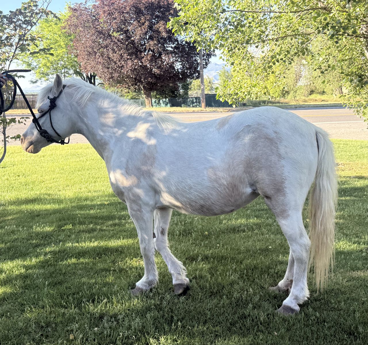 Nice cart pony