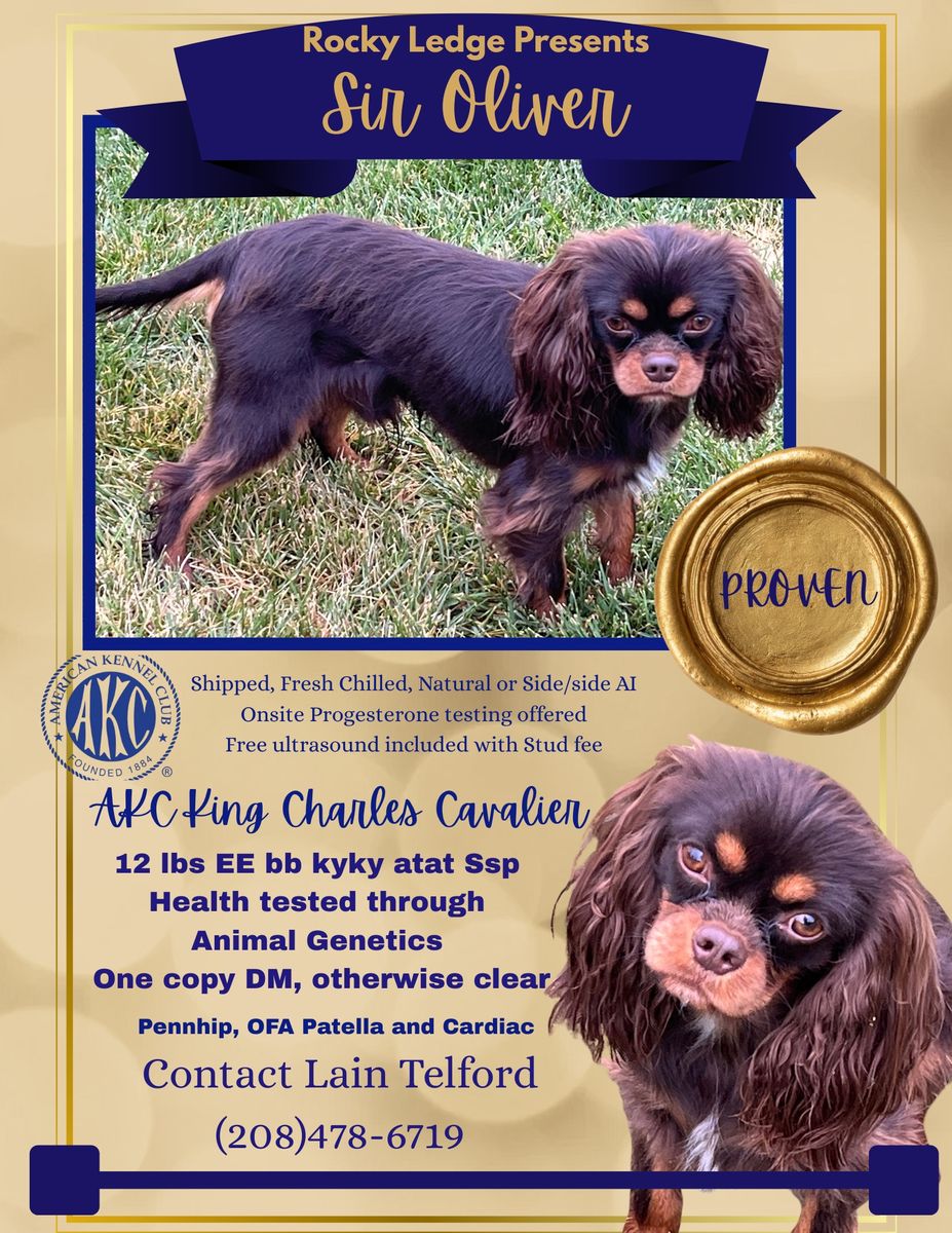 12 lb Chocolate AKC King Charles Cavalier Stud