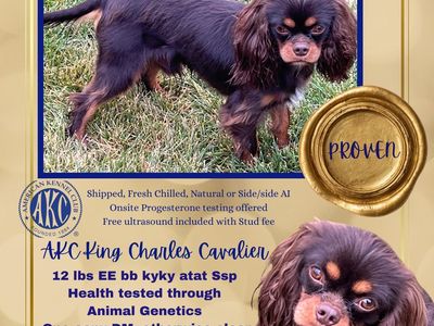 12 lb Chocolate AKC King Charles Cavalier Stud