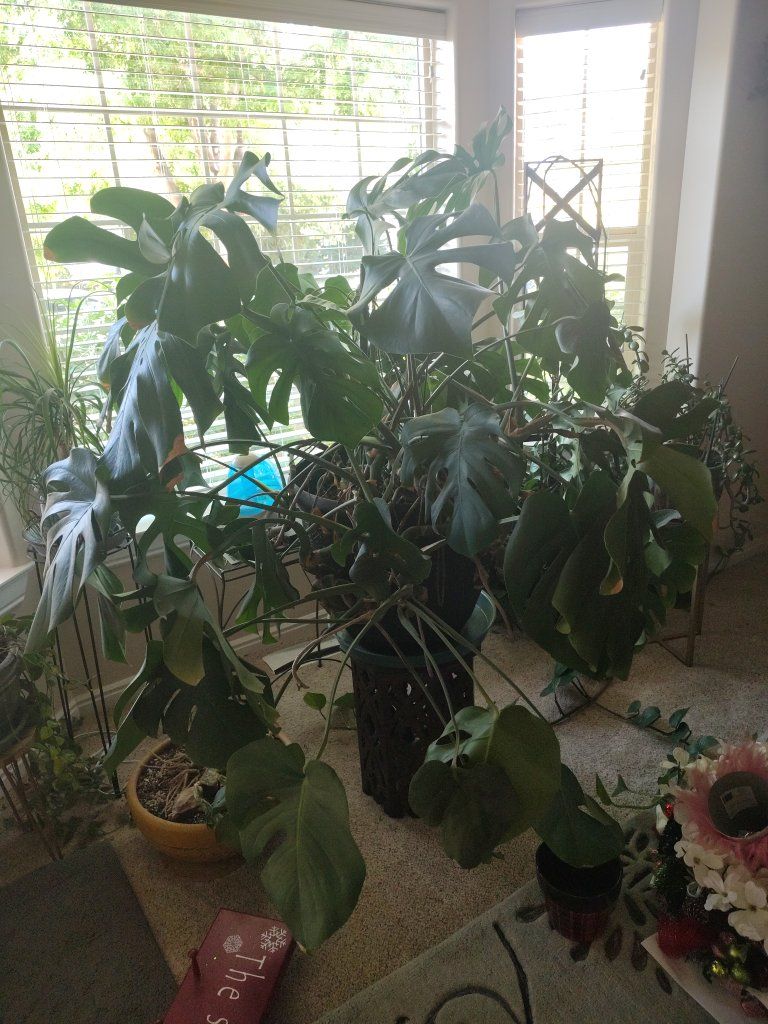 big green plant