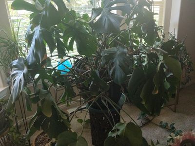 big green plant