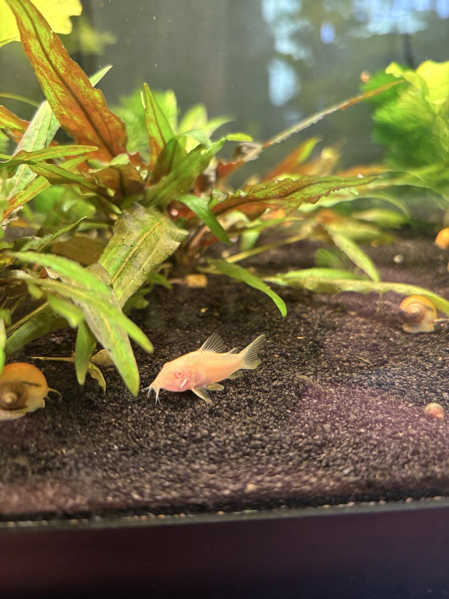 Misc Catfish Rehome