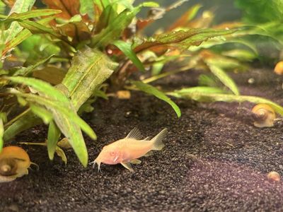 Misc Catfish Rehome
