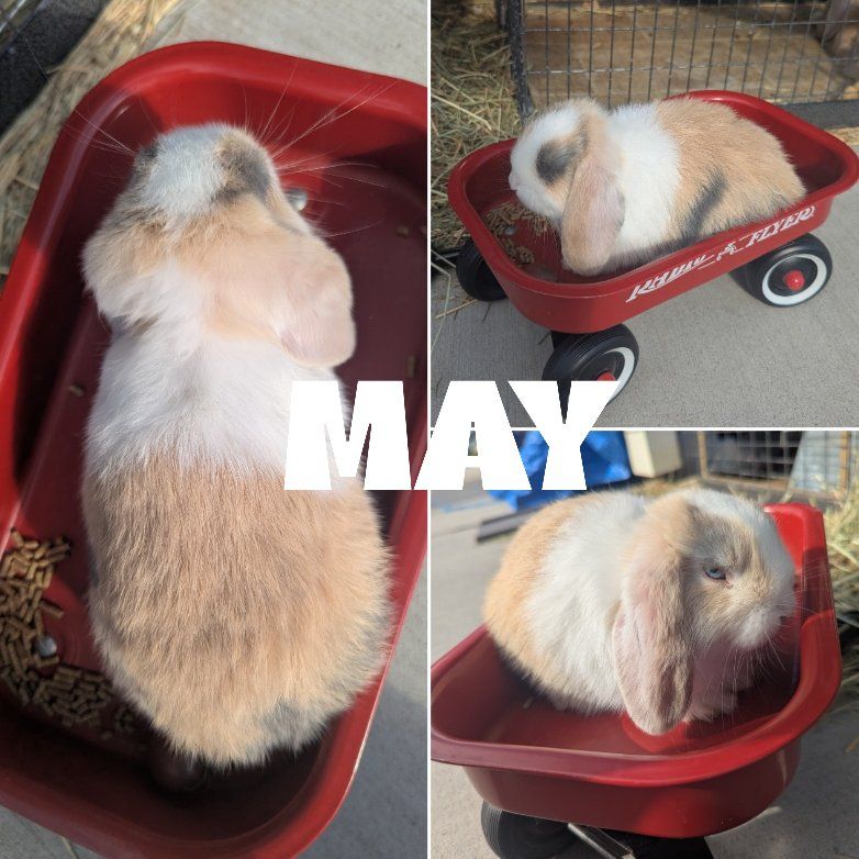 Holland Lop Doe's bunny rabbit