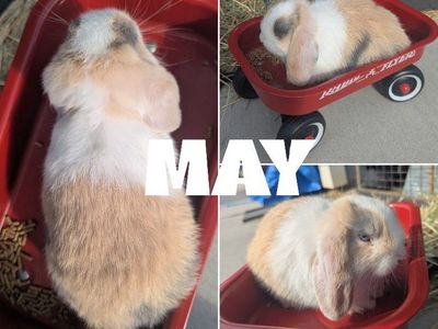 Holland Lop Doe's bunny rabbit