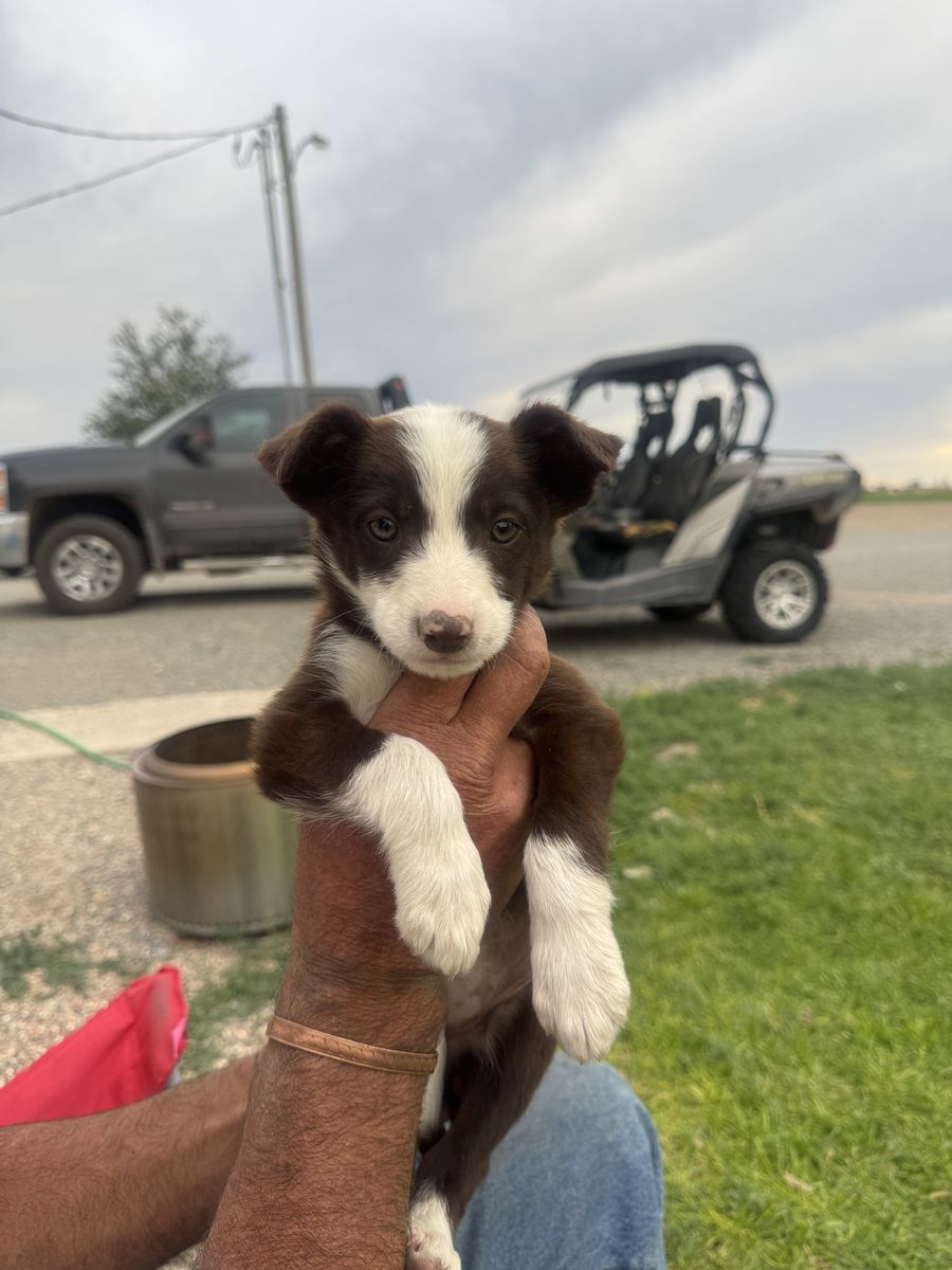 Purebred Border Collie Puppies