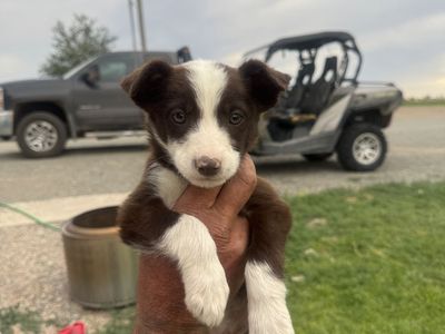 Purebred Border Collie Puppies