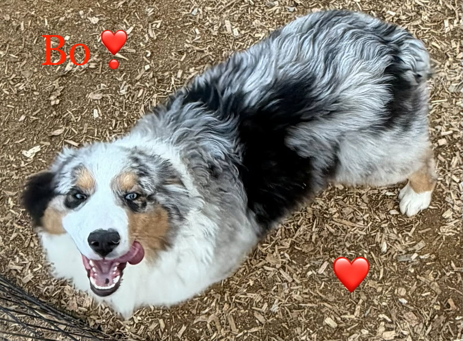 STANDARD PUREBRED AKC AUSTRALIAN SHEPHERD MALES