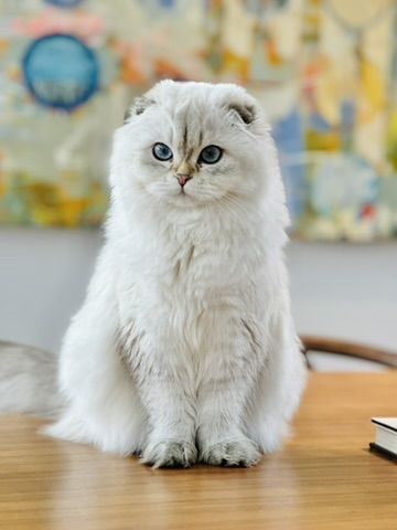 Exceptional Scottish Fold Seeking Her Forever Home