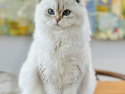 Exceptional Scottish Fold Seeking Her Forever Home