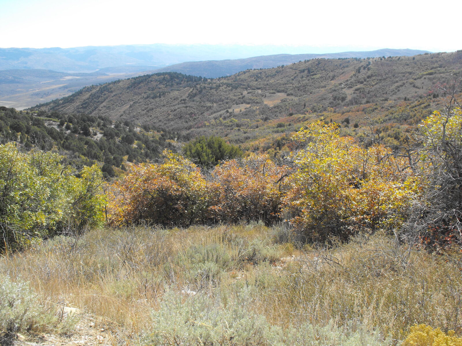 20 acres of beautiful mountain cabin property in Sanpete county near Fairview