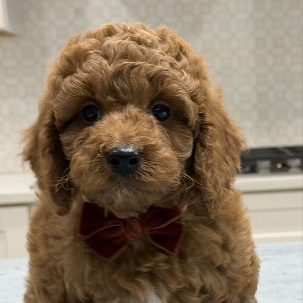 Mini Goldendoodles ready now, a few pups left!