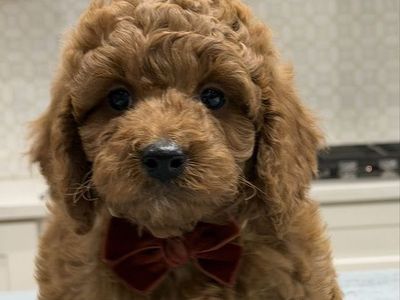 Mini Goldendoodles ready now, a few pups left!