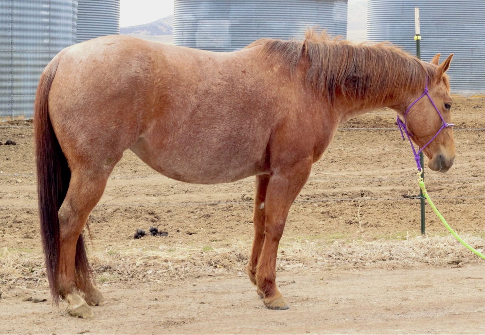METALLIC CAT and SMART CHIC OLENA broodmare