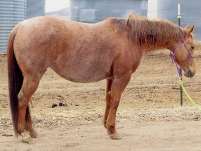METALLIC CAT and SMART CHIC OLENA broodmare