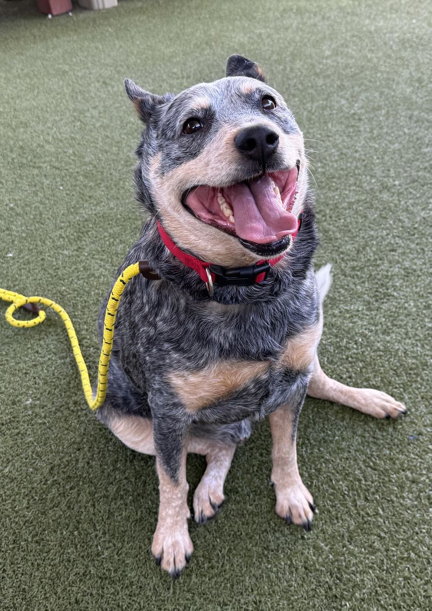 A163224 Willy is Available for Adoption!