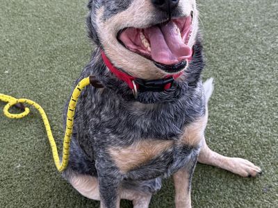 A163224 Willy is Available for Adoption!