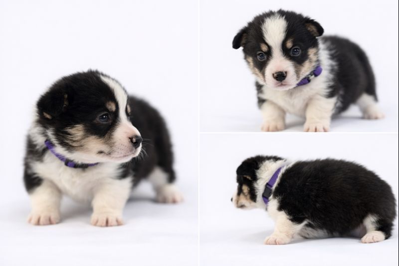 AKC Registered Pembroke Welsh Corgi – [PURPLE]
