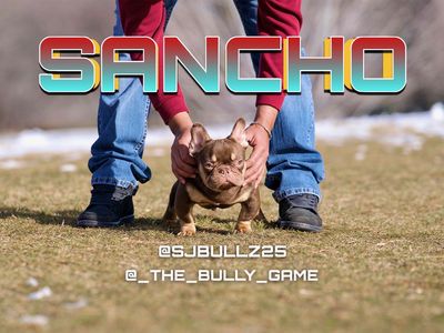 French Bulldog - Frenchie Stud