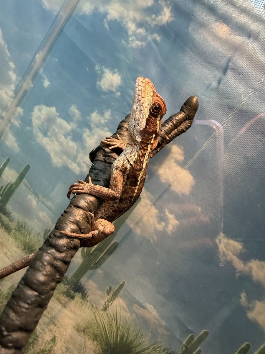 Brown Basilisk Lizard