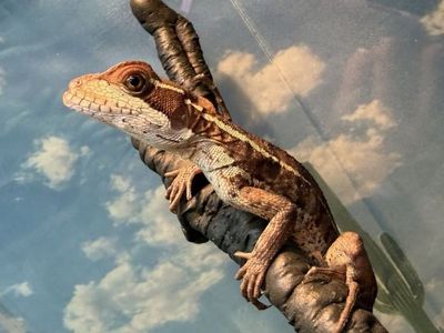 Brown Basilisk Lizard
