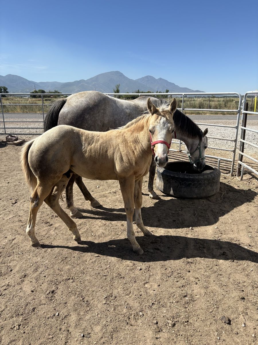 2026 aqha stud colt palomino/grey