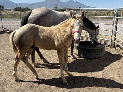 2026 aqha stud colt palomino/grey