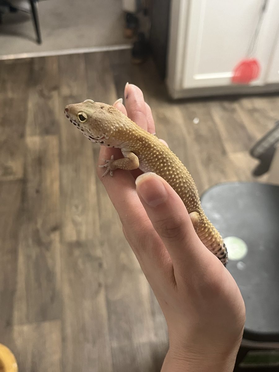 Leopard geckos