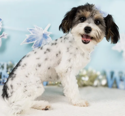 Maltipoo Puppy! Meet June!