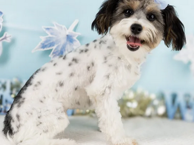 Maltipoo Puppy! Meet June!