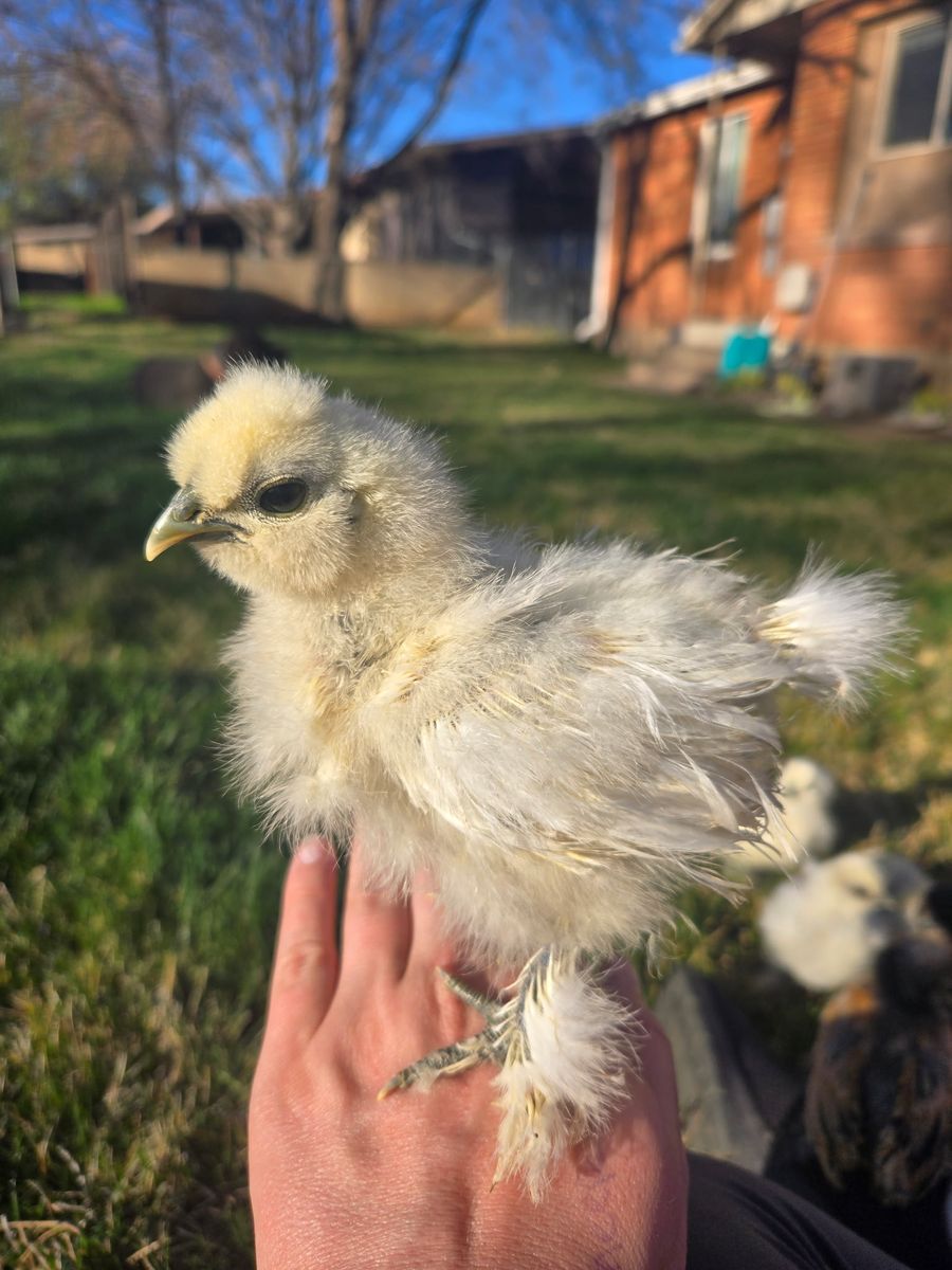 Free- Special needs silkie chick