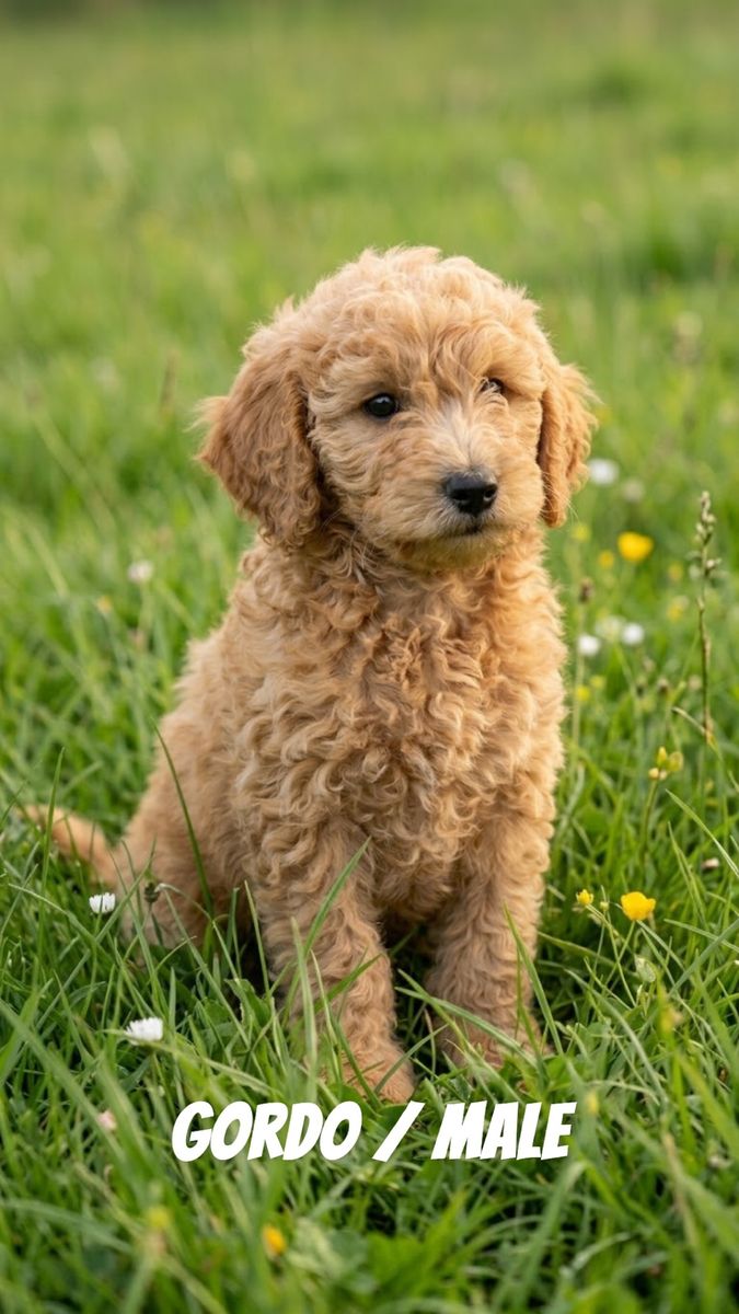 Mini golden doodles