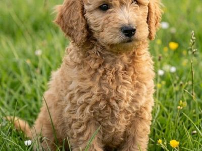 Mini golden doodles