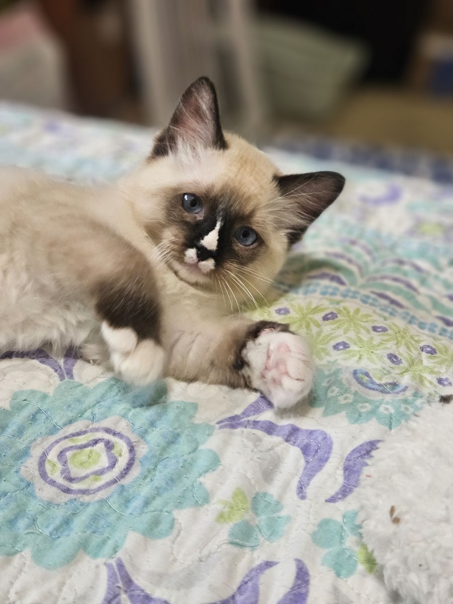 RAGDOLL MIX KITTENS