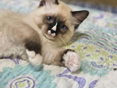 RAGDOLL MIX KITTENS