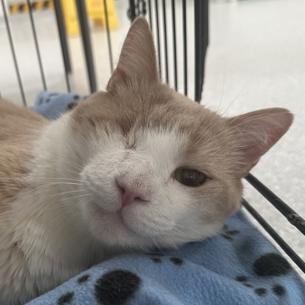 Hello my name is Uno