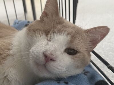 Hello my name is Uno