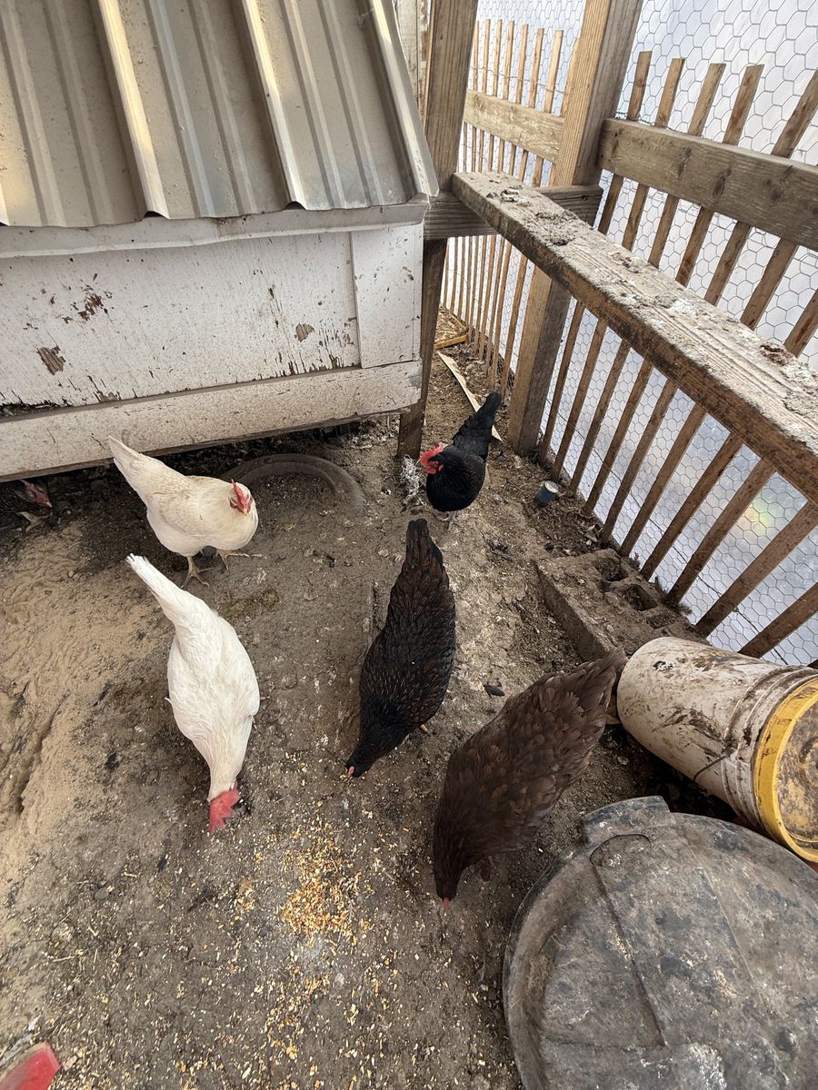 16 Laying Chickens, $10 Each