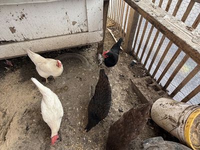 16 Laying Chickens, $10 Each