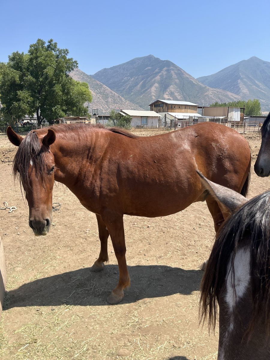 Peruvian Paso