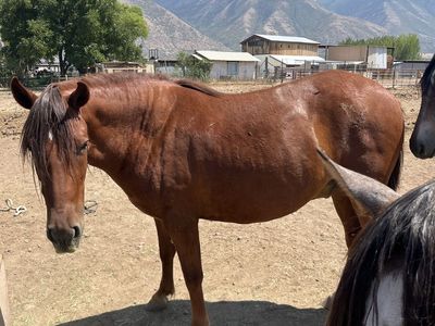 Peruvian Paso